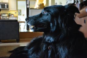 black dog resting in the living room