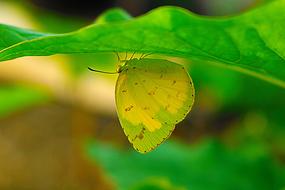 Green and yellow Butterfly hides beneath Green leaf