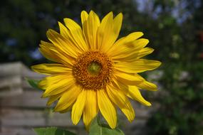 Sunflower Blossom Bloom