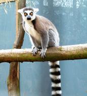 Monkey Ring-Tailed Lemur