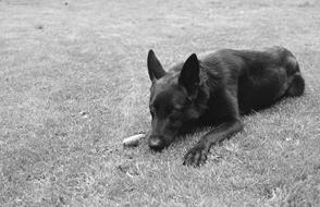 black and white photo of a black dog lying on a lawn