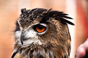 macro photo of an owl with black eyebrows