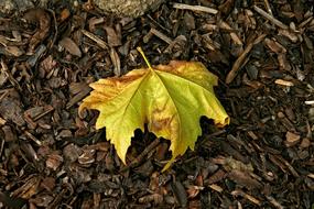 Leaf Autumn Leaves