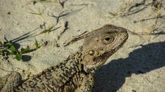 Lizard close-up on blurred background