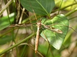 macro photo of a giant mosquito