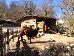 Zoo Camel