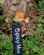 Redbreast Robin perched sign in garden