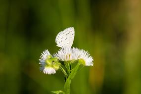 Nature Butterfly Green