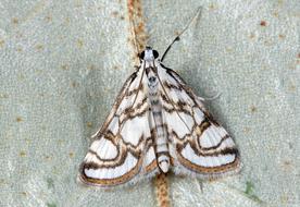 pyralidae on a light leaf