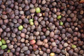 hard usable grains