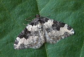 closeup picture of gorgeous Moth Insect on a green plant