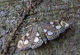 stunningly beautiful Moth Macro Insect