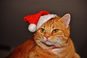 gorgeous Cat Red Christmas