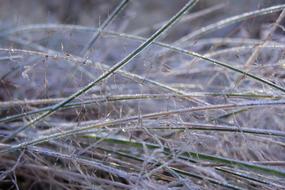 Grass Frost Ground