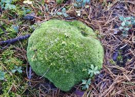 Forest Mossy stone