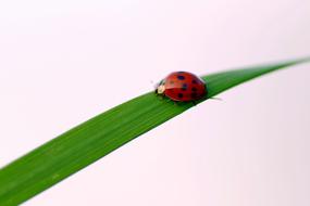 stunningly beautiful Ladybug Grass