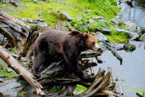 Bear Alaska Nature