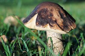 Mushroom in Forest at Autumn