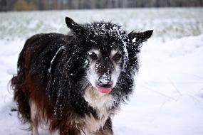 border collie in the snow