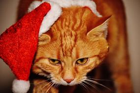 Red Cat in Christmas Santa hat