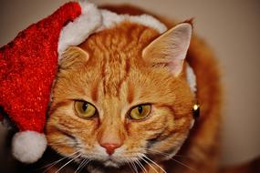 gorgeous Cat Red Christmas