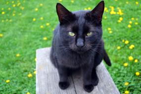 portrait of a young black cat