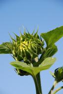 Bud Plant Summer