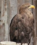 profile photo of a white tailed eagle at the zoo