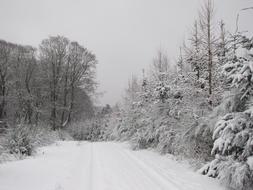 Snowscape Natural forest