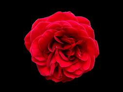 Rose Red Flower Black