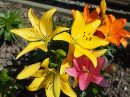 Garden Lilies Plant