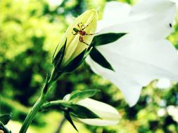 Spider on Lily in Nature