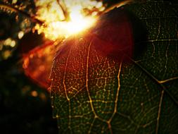 Macro Leaves Sun