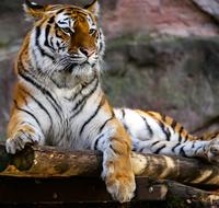 beautiful tiger lies in a zoo in Nuremberg