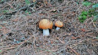 Mushrooms Nature Fungi