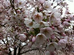 blooming Cherry Flowers in Spring