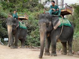 elephant trekking in Cambodia