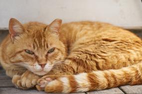 portrait of stunningly beautiful red Cat