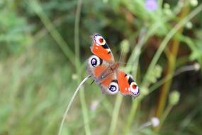 Butterfly Nature Macro