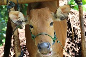 Bali Cow Portrait