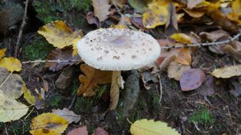 Mushroom Autumn Forest