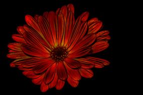 pattern design abstract background flower drawing