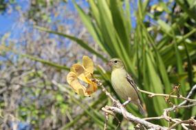 Bird on Branch and Green plants