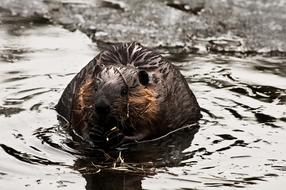 charming Beaver Rodent Anima