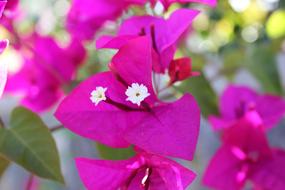 Bougainvilleas Flower Nature