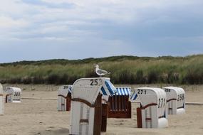 enchanting Seagull Animal Bird