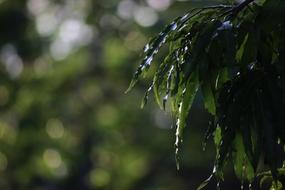 Autumn Leaves Tree Green