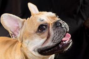 Portrait of the cute, beautiful, brown and white, smiling French Bulldog
