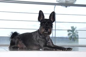 the dog lies near the window