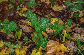 Autumn Ivy Nature